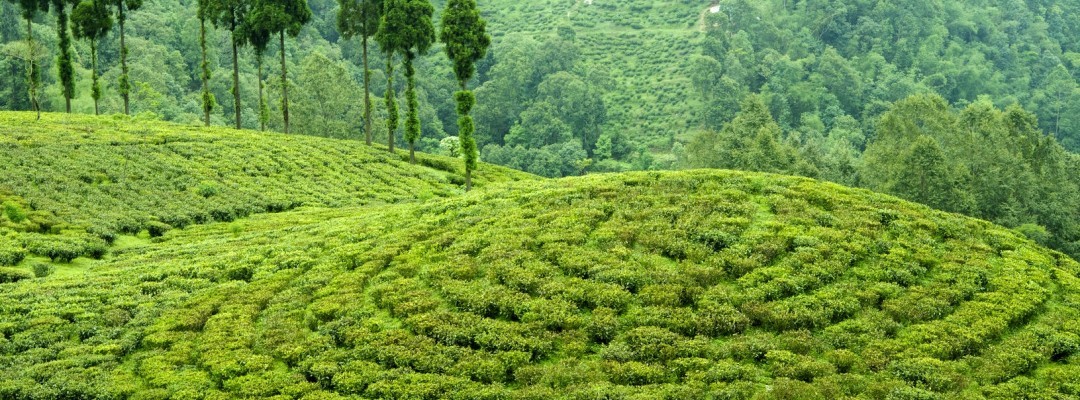 紅茶の産地インド｜ダージリン