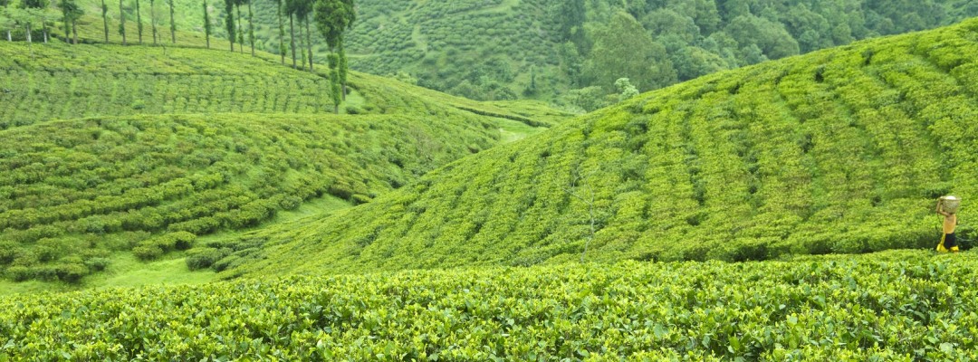 紅茶産地｜インド