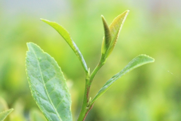 茶の新芽