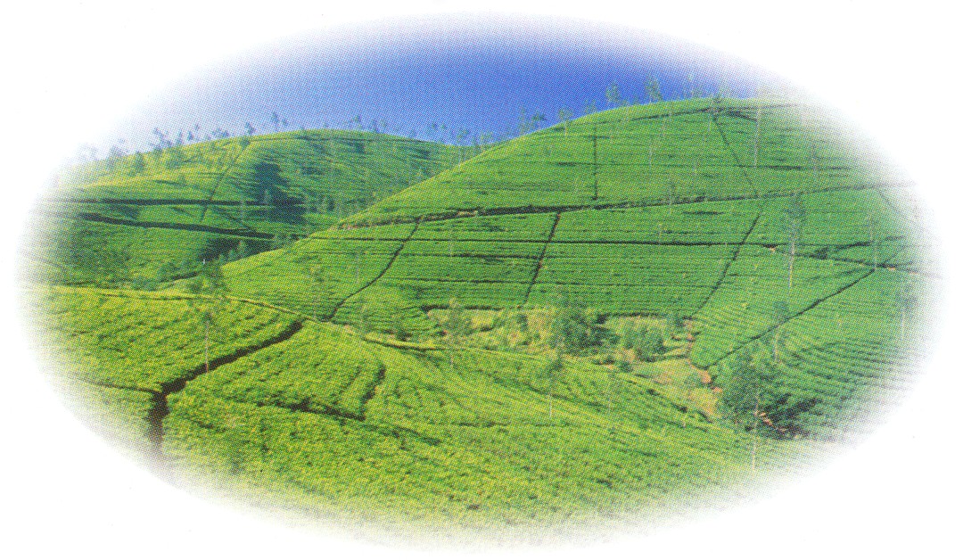 Nuwara Eliya