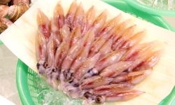 生イカ