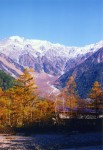 上高地 唐松の黄葉 初冠雪の穂高