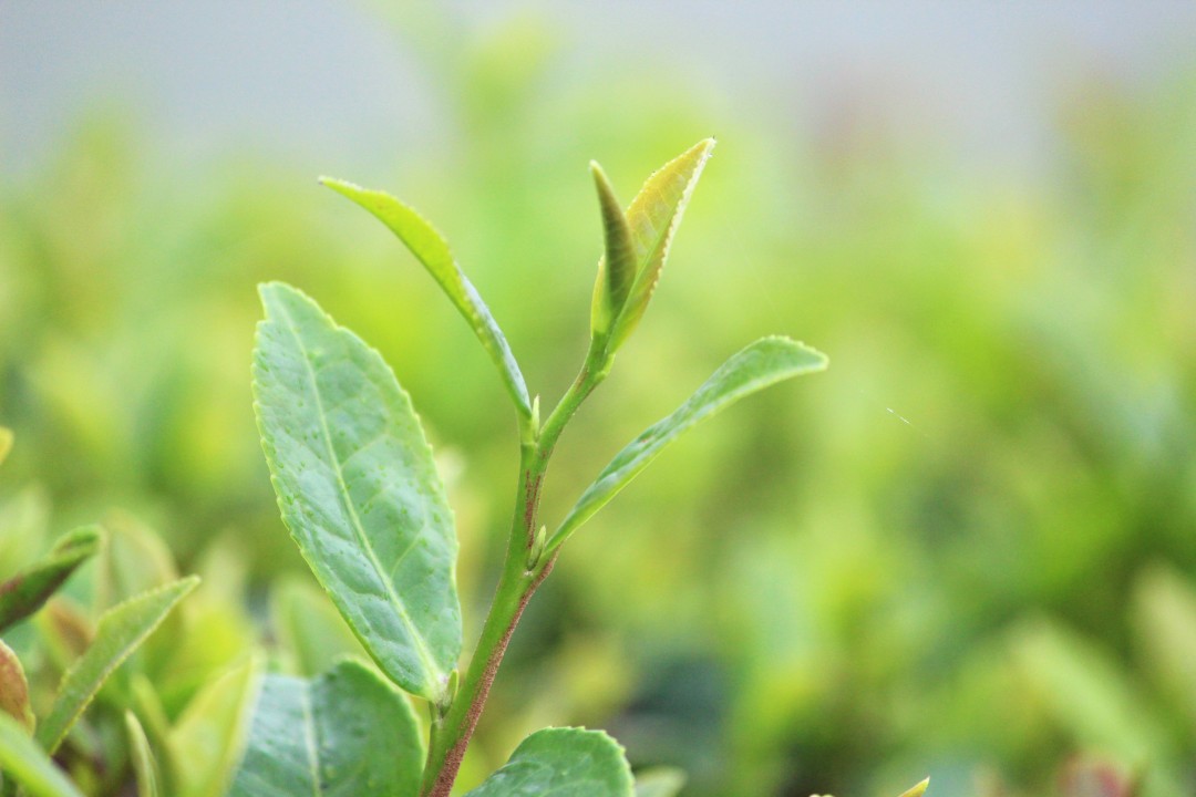 茶の新芽