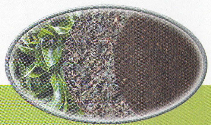 緑の生茶葉から紅茶への加工
