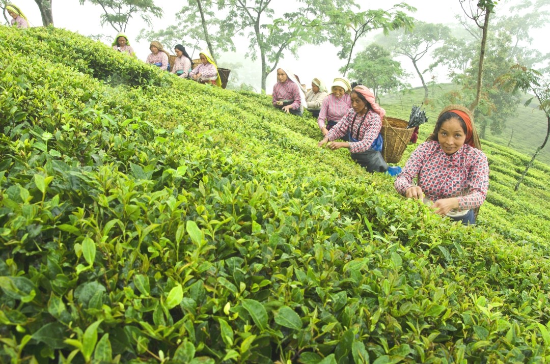 JAY SHREE TEA 茶園