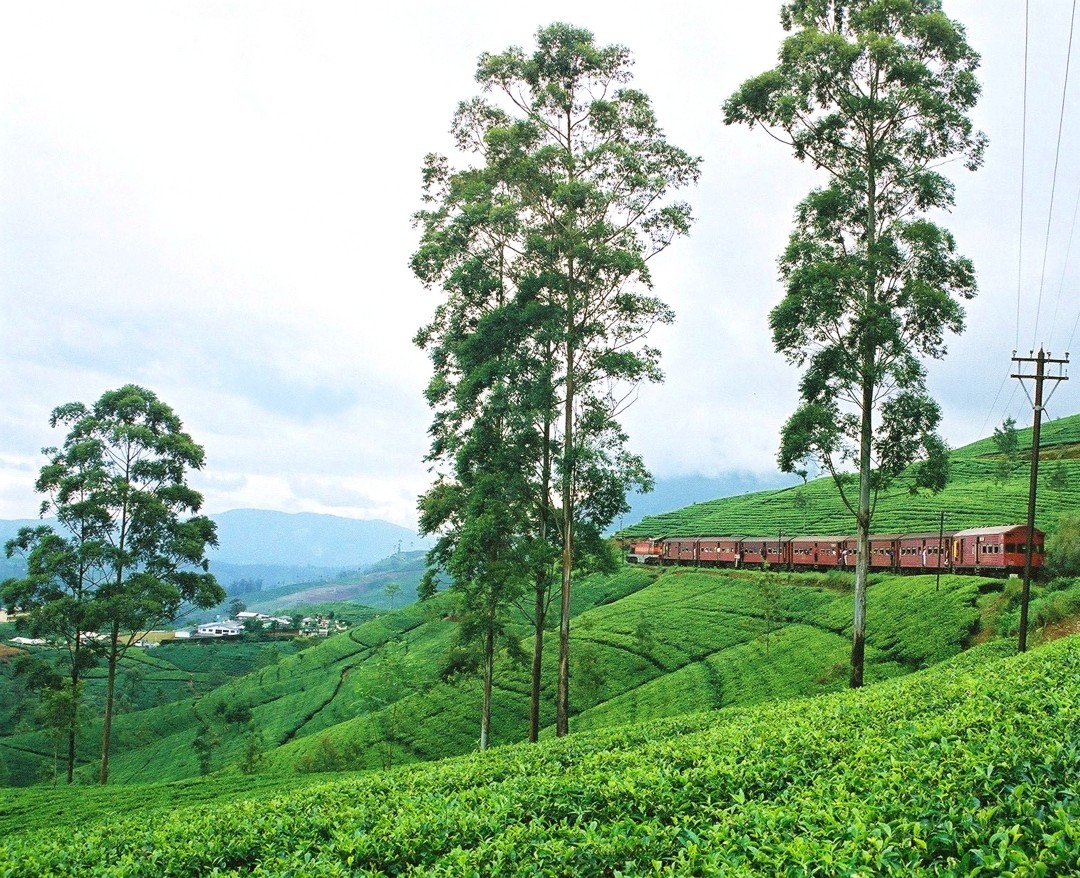 Nuwara Eliya