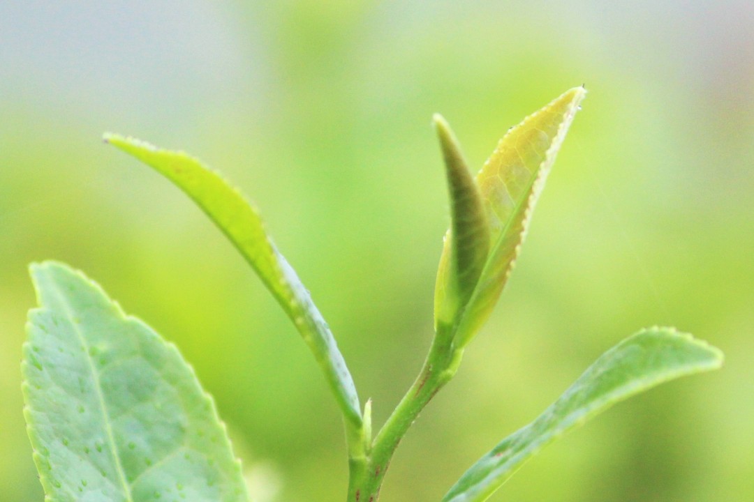 茶の新芽